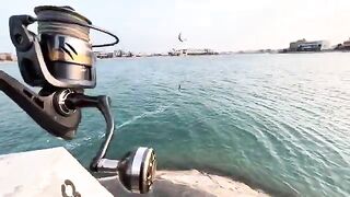 Желтоперый морской карась с берега Кувейта и вечерние поклевки в компании местных рыбаков