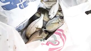 Желтоперый морской карась с берега Кувейта и вечерние поклевки в компании местных рыбаков