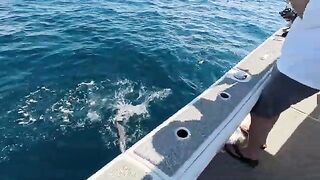 К дальним FAD Дестина во Флориде с семьей и друзьями за донной рыбой на оснастки с двумя крючками