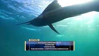 Турнир Offshore World Championship в Кепосе: команды из разных стран и ловля с отпусканием рыбы