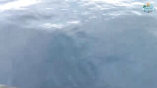 Морская рыбалка у Чешме с приготовлением улова: скумбрия, донные поклевки и обед на лодке