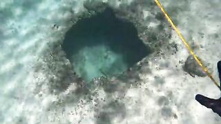 Белый маргат среди скал Ангильи и проверка дополнительной тяги на ружье во время подводной охоты