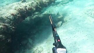 Белый маргат среди скал Ангильи и проверка дополнительной тяги на ружье во время подводной охоты