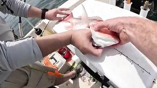 Красный снеппер на искусственных рифах у Дестина во Флориде и копчение рыбы после морского выхода