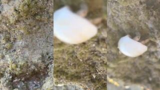 NEOM - ракушка живая? Что видно у кромки и клюёт ли рыба