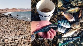 NEOM, Красное море - морская рыбалка в Саудовской Аравии работает?