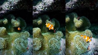 NEOM underwater - прозрачная вода и морская рыбалка у рифа