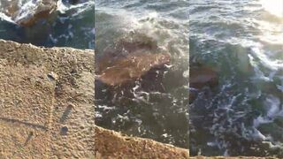 NEOM, Arabian Red Sea — морская рыбалка в бухтах: доступные точки