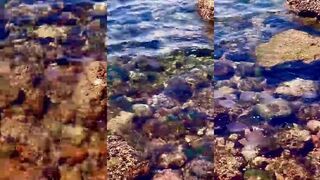 Haql beach — медузы у берега: как влияет на рыбалку в Акабском заливе?