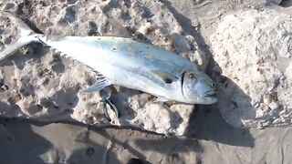 Haql road trip - дорога, вид на NEOM, рыбалка по пути