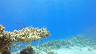 Haql, Saudi Arabia: дайвинг и рыбалка рядом с рифом