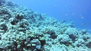 Haql, Saudi Arabia: дайвинг и рыбалка рядом с рифом