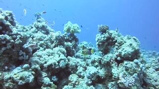 Haql, Saudi Arabia: дайвинг и рыбалка рядом с рифом