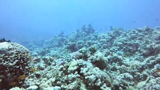 Haql, Saudi Arabia: дайвинг и рыбалка рядом с рифом