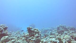 Haql, Saudi Arabia: дайвинг и рыбалка рядом с рифом