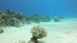 Haql, Saudi Arabia: дайвинг и рыбалка рядом с рифом