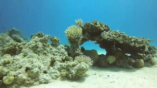 Haql, Saudi Arabia: дайвинг и рыбалка рядом с рифом