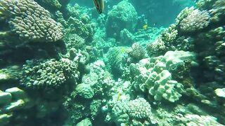 Duba, Tabuk — подводная охота и морская рыбалка на корнише