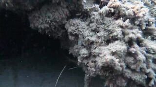 Al Wajh - подводные обитатели, где проходит морская рыбалка