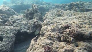 Al Wajh - подводные обитатели, где проходит морская рыбалка