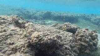 Al Wajh - подводные обитатели, где проходит морская рыбалка