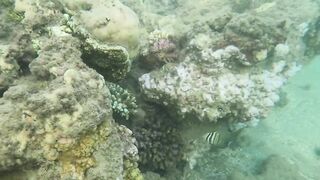 Al Wajh - подводные обитатели, где проходит морская рыбалка