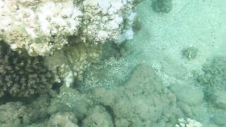 Al Wajh - подводные обитатели, где проходит морская рыбалка