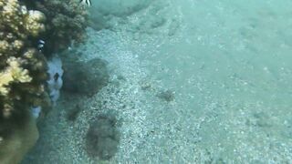 Al Wajh - подводные обитатели, где проходит морская рыбалка