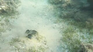 Al Wajh - подводные обитатели, где проходит морская рыбалка