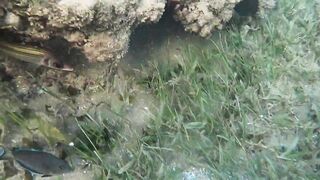 Al Wajh - подводные обитатели, где проходит морская рыбалка