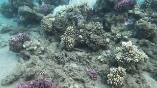 Al Wajh - подводные обитатели, где проходит морская рыбалка