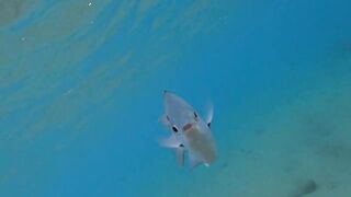 Al Wajh - подводные обитатели, где проходит морская рыбалка