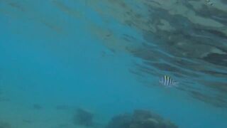 Al Wajh - подводные обитатели, где проходит морская рыбалка