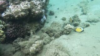 Al Wajh - подводные обитатели, где проходит морская рыбалка