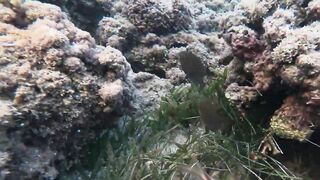 Al Wajh - подводные обитатели, где проходит морская рыбалка