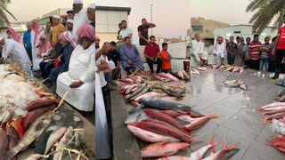 Umluj Fish Market - пятничный аукцион свежего улова после рыбалки
