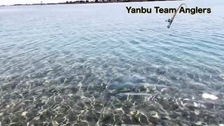 Yanbu — trevally у волнореза: снасти и проводка