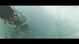 Yanbu Fishing Port — уловы с пирса и рынок по утрам