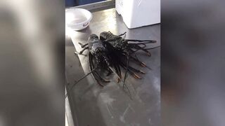 Yanbu, Saudi Arabia — рыбный рынок и чистка улова на месте