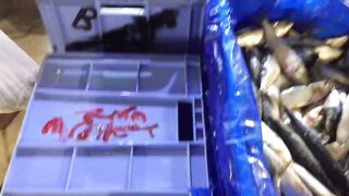 Yanbu, Saudi Arabia — рыбный рынок и чистка улова на месте