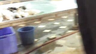 Yanbu, Saudi Arabia — рыбный рынок и чистка улова на месте