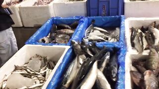 Yanbu, Saudi Arabia — рыбный рынок и чистка улова на месте