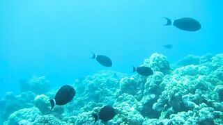 Al Lith — рыбная стоянка: что купить после рыбалки