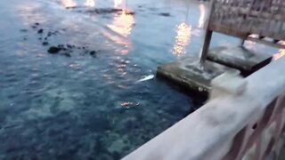 Al Lith Beach — bayad с берега: как поймать у свала