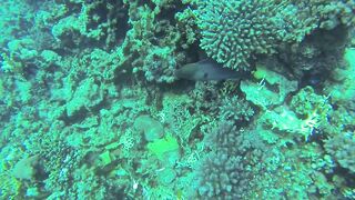 Al Lith — угорь у берега: когда выходит на кормёжку?