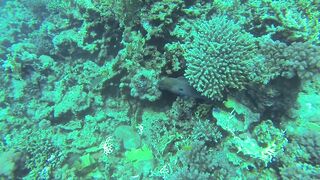 Al Lith — угорь у берега: когда выходит на кормёжку?