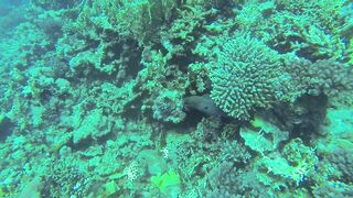 Al Lith — угорь у берега: когда выходит на кормёжку?