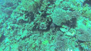 Al Lith — угорь у берега: когда выходит на кормёжку?