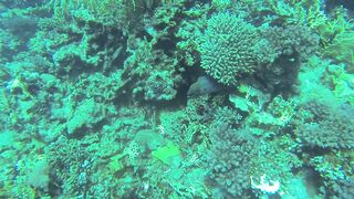 Al Lith — угорь у берега: когда выходит на кормёжку?