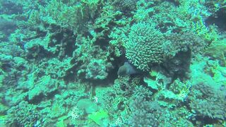 Al Lith — угорь у берега: когда выходит на кормёжку?